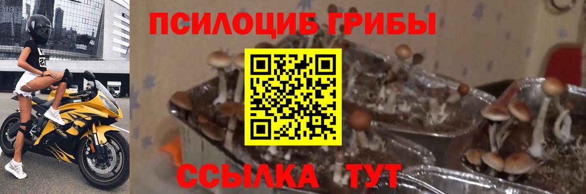 Галлюциногенные грибы мицелий  Вход с VPN  Михайловка  Псилоцибиновые грибы Magic Shrooms 